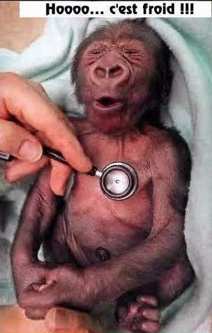 Photos Humour : Un petit singe