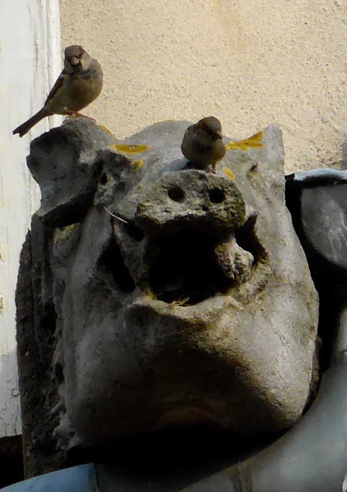 place st jacques metz toit de la pharmacie