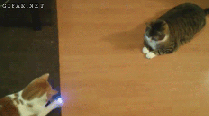 Un peu comme le (très) vieux  jeu Pong, mais revisité avec 2 chats et un laser.