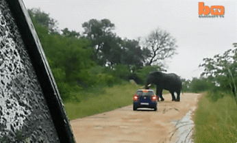 auto vs éléphant