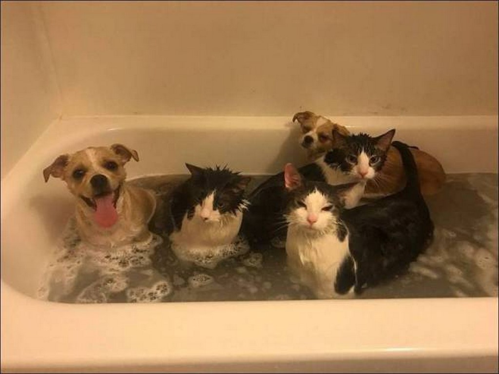bain collectif