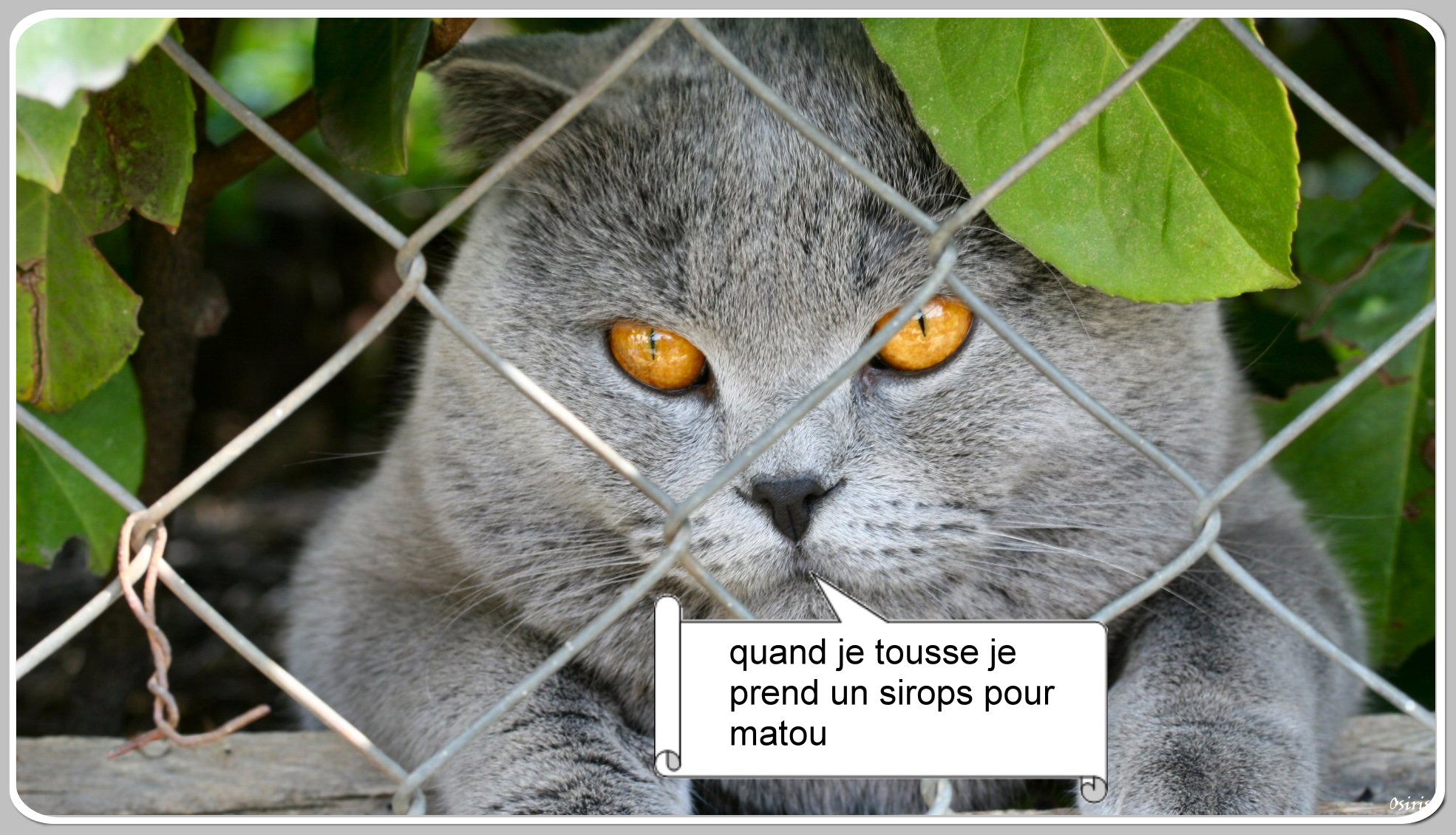 chat alors