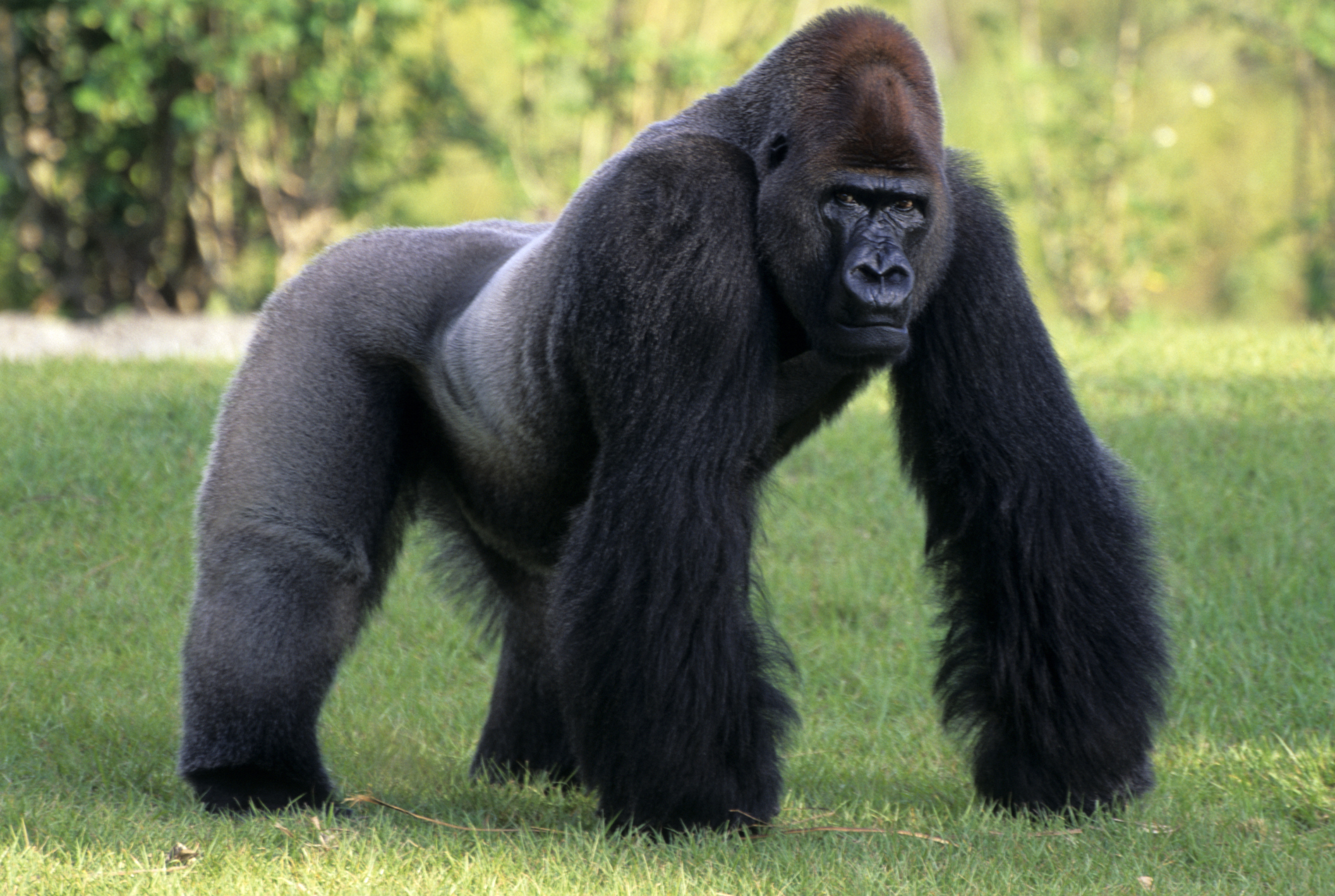 Gorille-