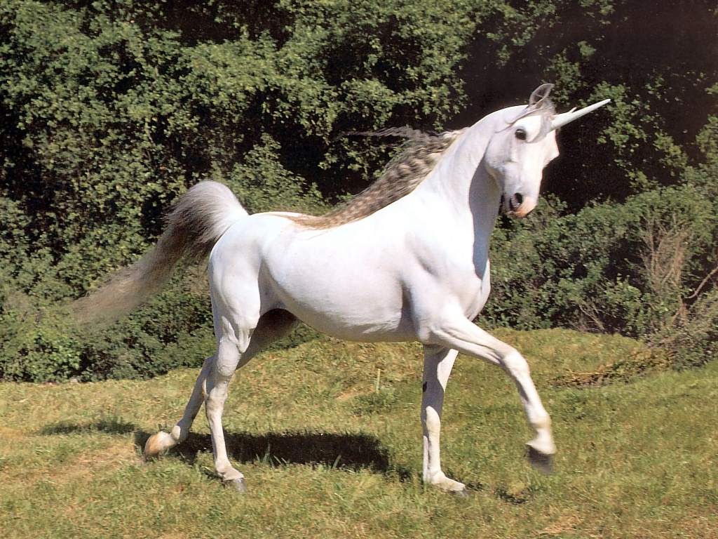 licorne