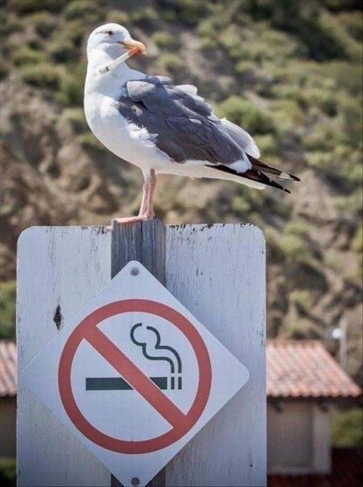 Il est interdit de fumer ...