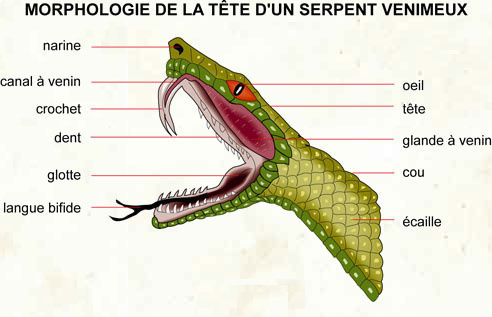 018 Morphologie serpent venim