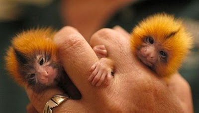 le singe le plus petit