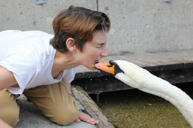 Fait moi un cygne ? ... 