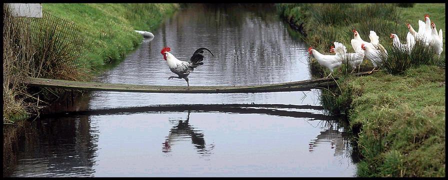 le coq et toute ses poule et poulet