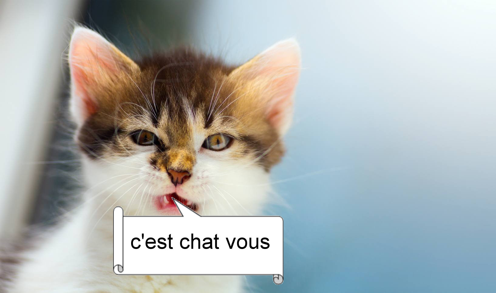 Mon chat me reconnaît-il