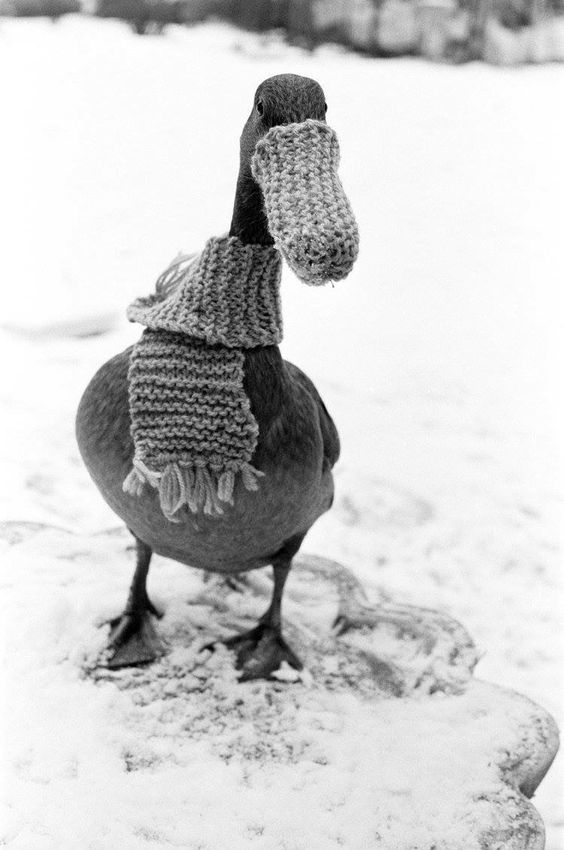 Un froid de canard