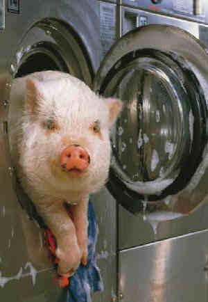 cochon machine a lavé