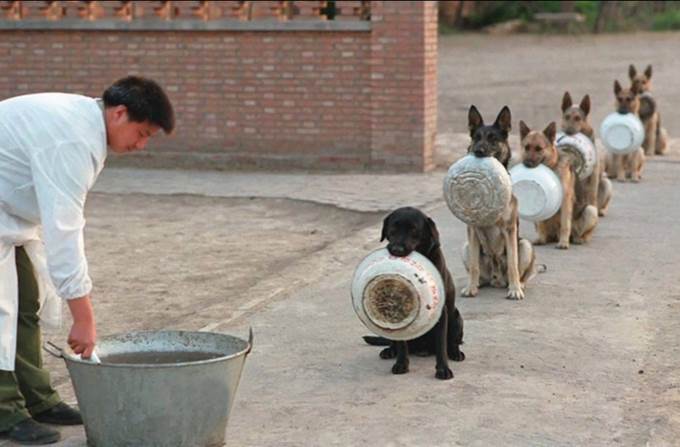 Des chiens policiers🐺 font la queue pour leur repas