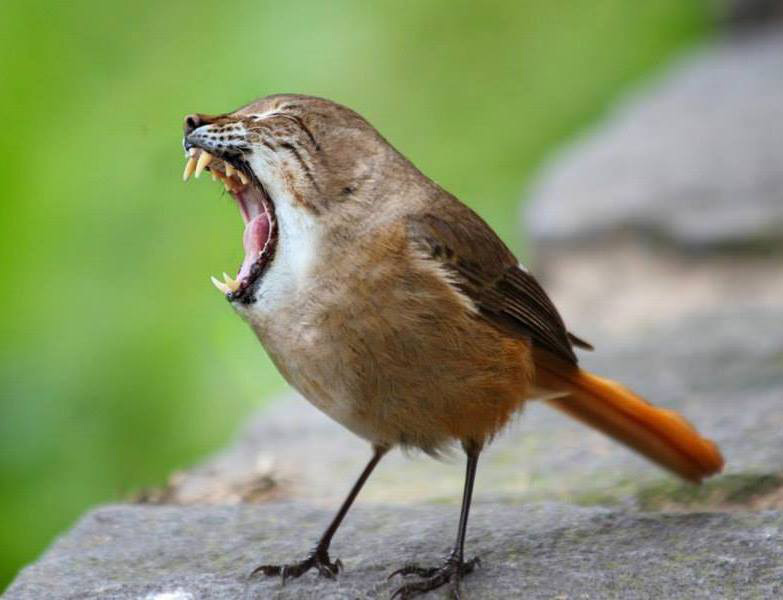 oiseau-lynx