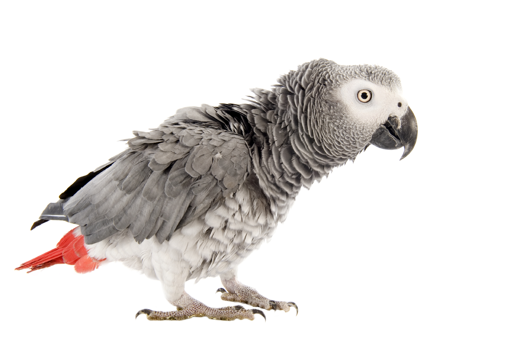 Perroquet  gris