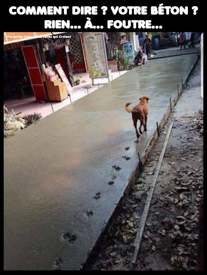 Un chien marche sur le béton