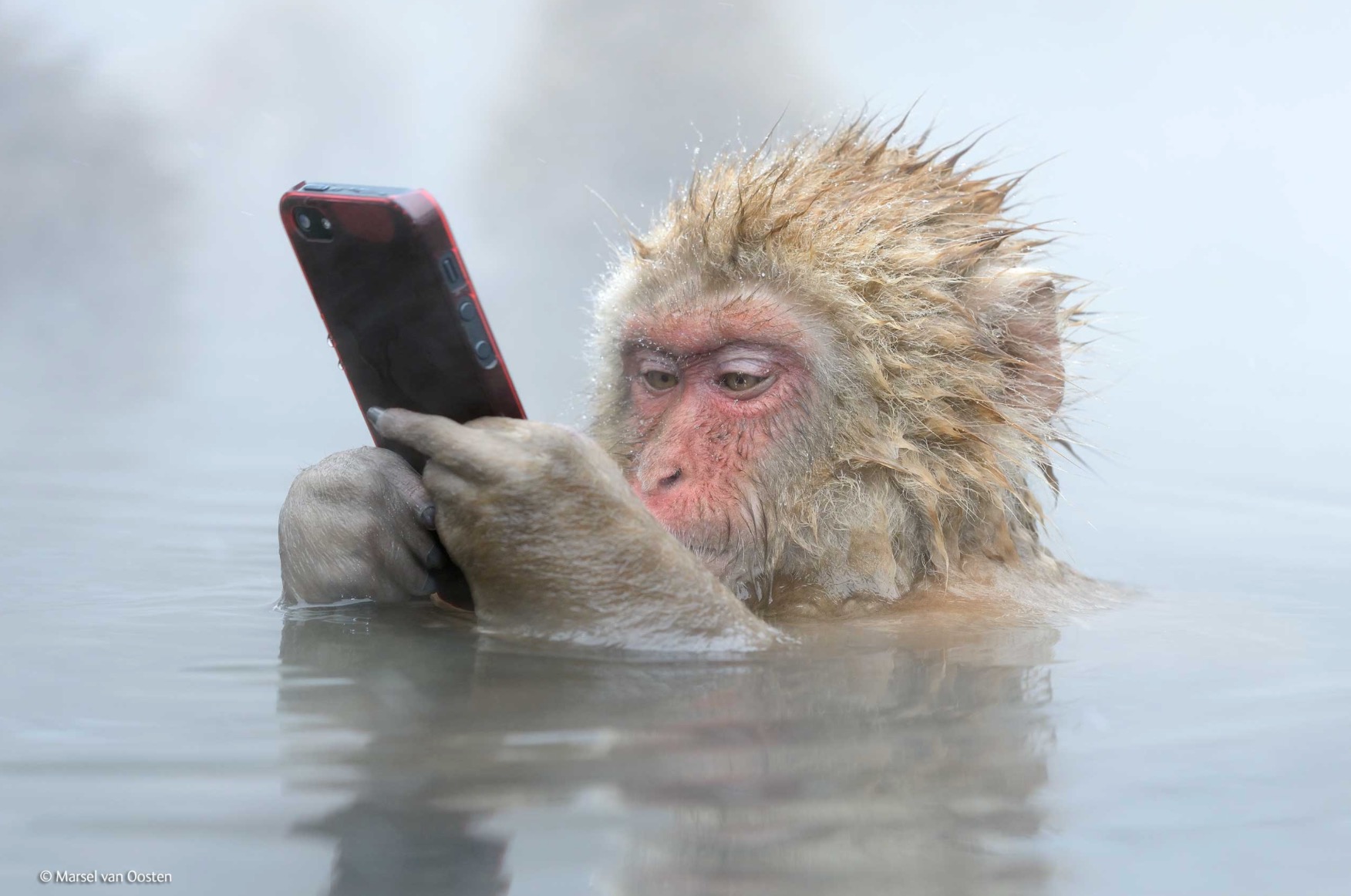 Un singe avec un portable