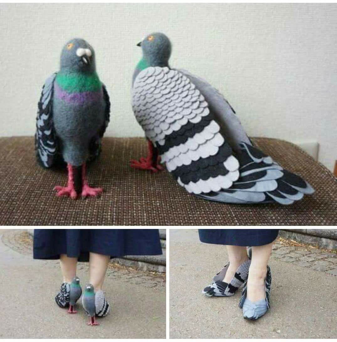 chaussure-pigeon