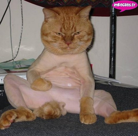 minou rasé