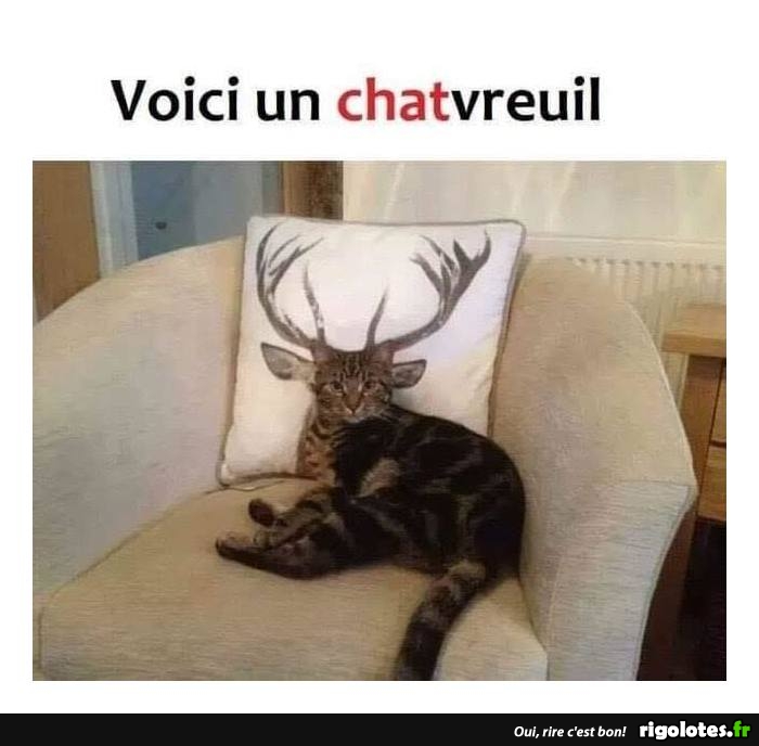 chatvreuil