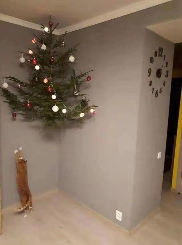 sapin contre chat
