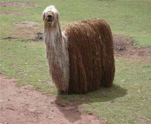 Concours de beauté  lama femelle