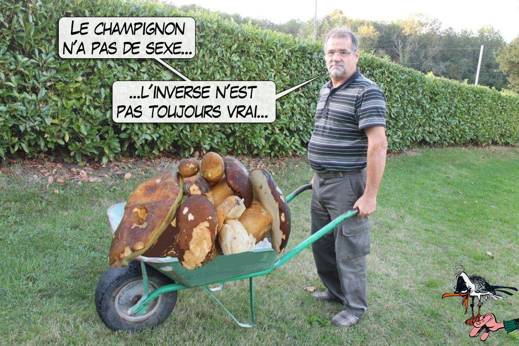 champignon et sexe