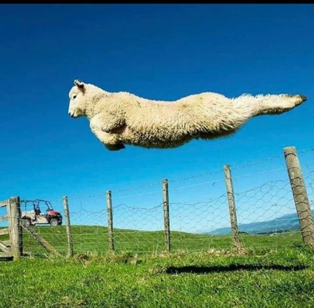 A saute mouton