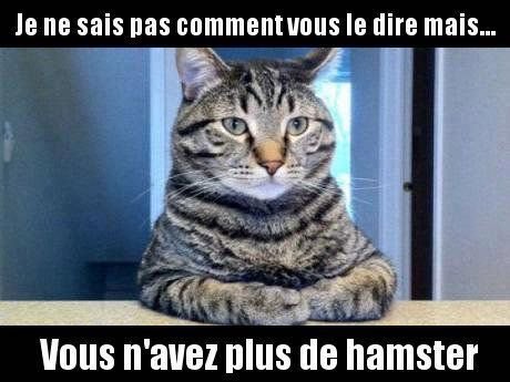 Photos Humour : chat vs hamster
