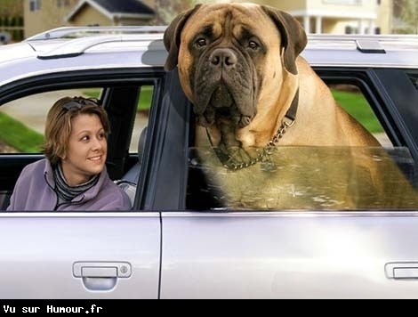 Photos Humour : chien chien à sa mémère