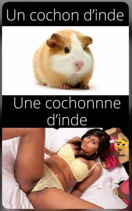 cochon vs cochonne