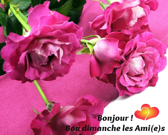 Bonjour ! Bon dimanche les Ami(e)s PJ