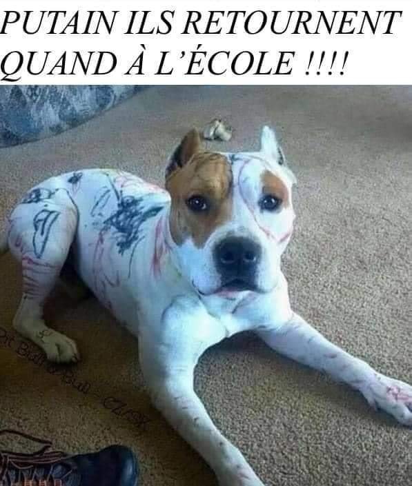 PAUVRE TOUTOU !