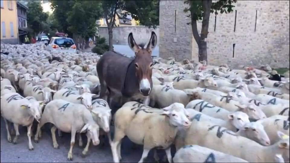 Les français moutons suivent leur président...