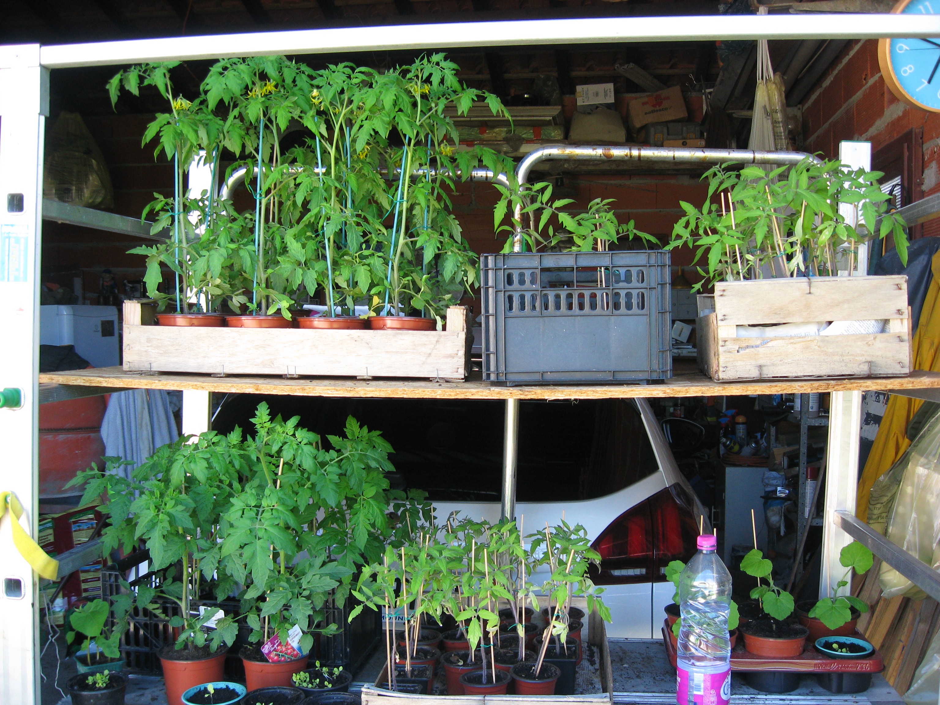 les tomates gros problème le terrain est pourri 