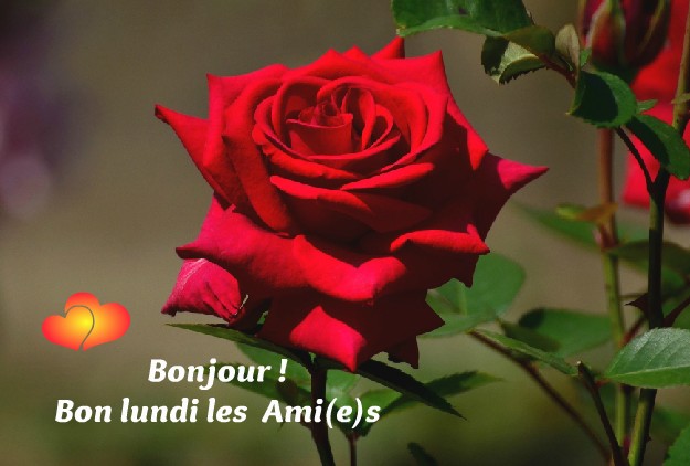 Bonjour ! Bon lundi les Ami(e)s (3)