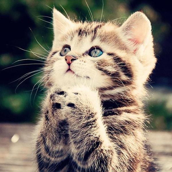 prière du chat