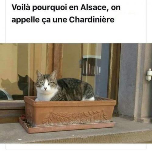 Voilà pourquoi en Alsace, on appelle ça un Chardinière