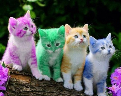 ces chatons