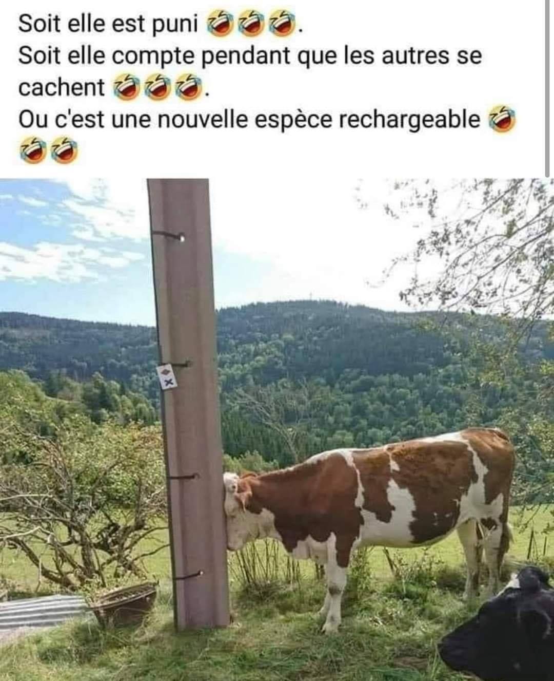 vache rechargeable  