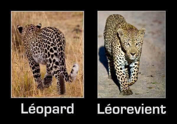 Léopard / Léorevient