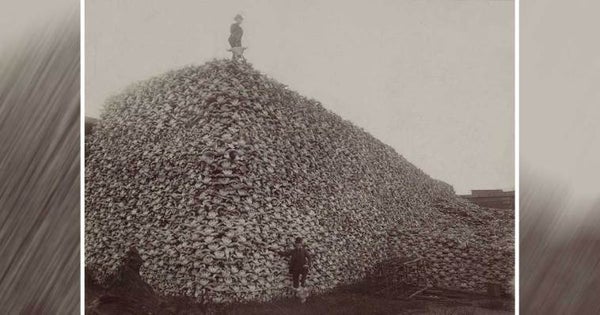ces deux hommes se trouvent près d’un immense amas de crânes de bisons