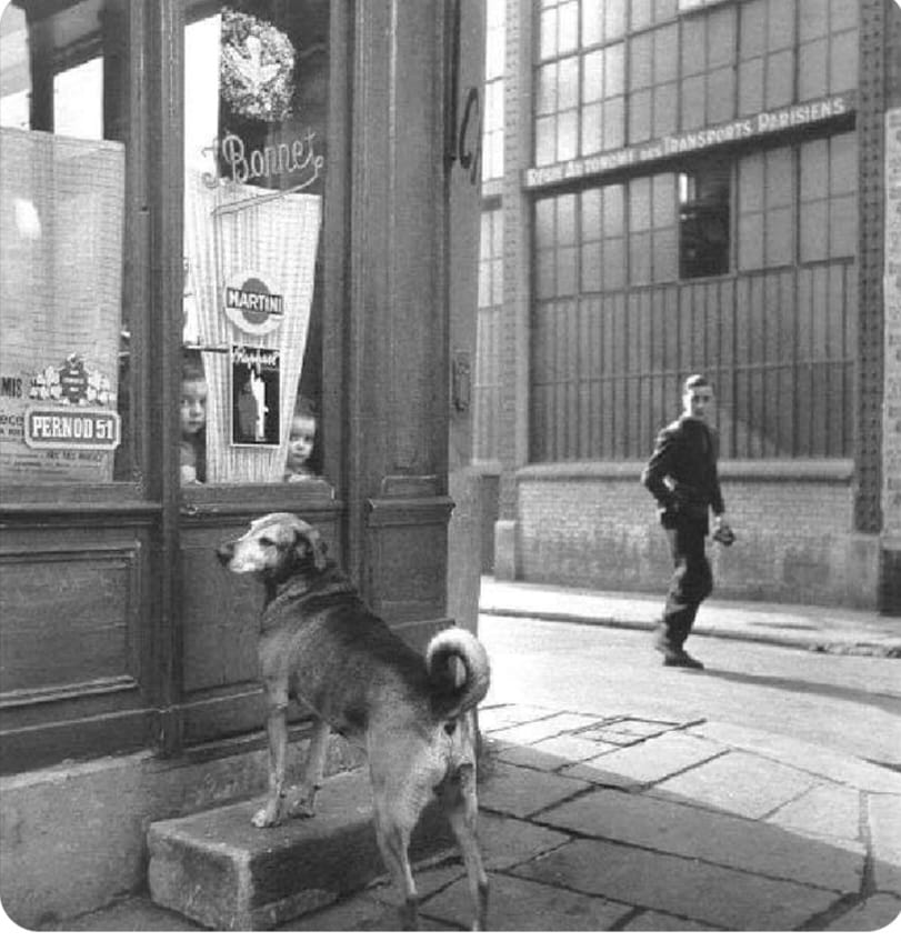 Le chien à la porte du bistrot Paris. Il attend son maître !!!!!