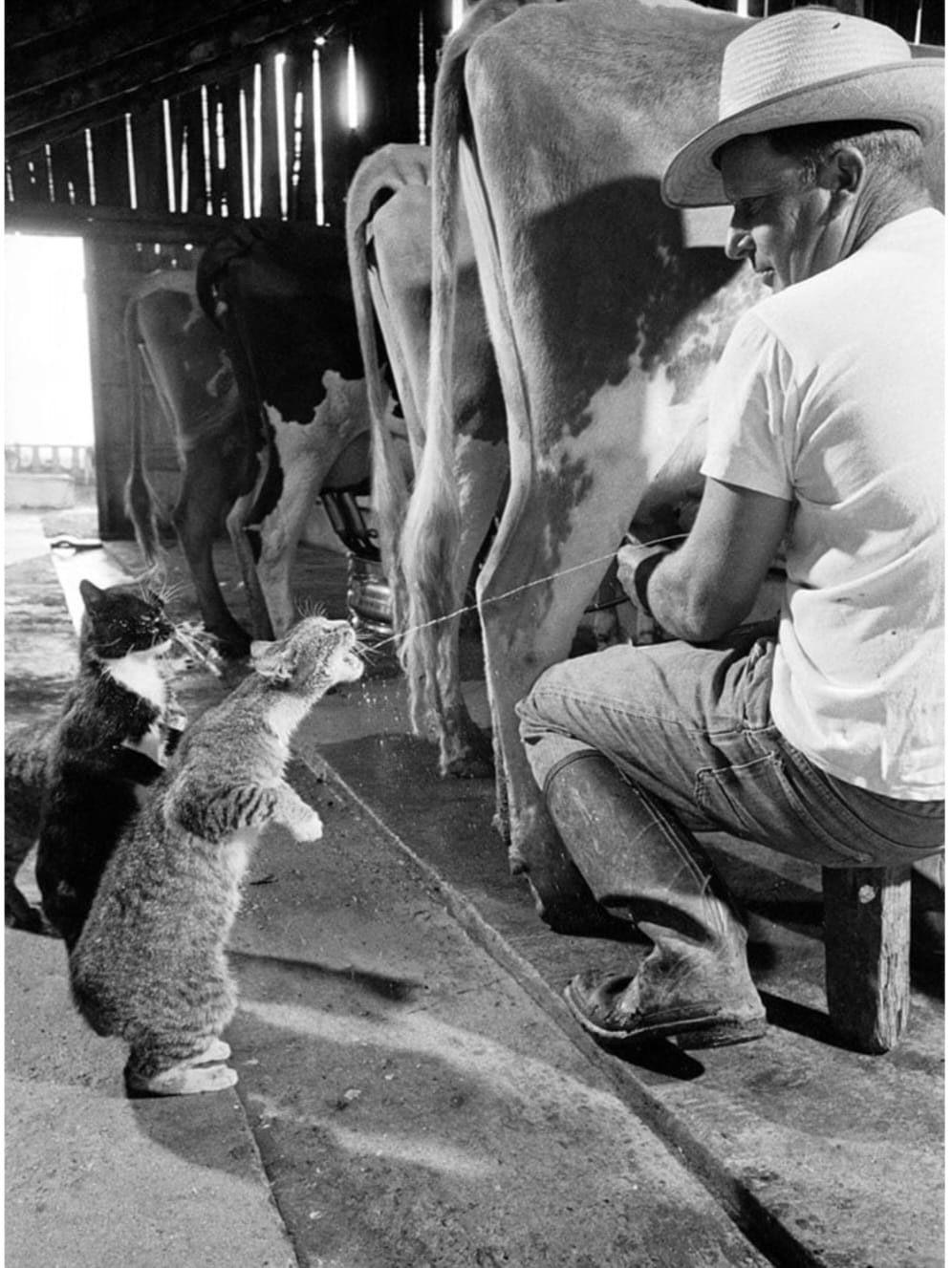 Un fermier abreuve ses chats avec du lait