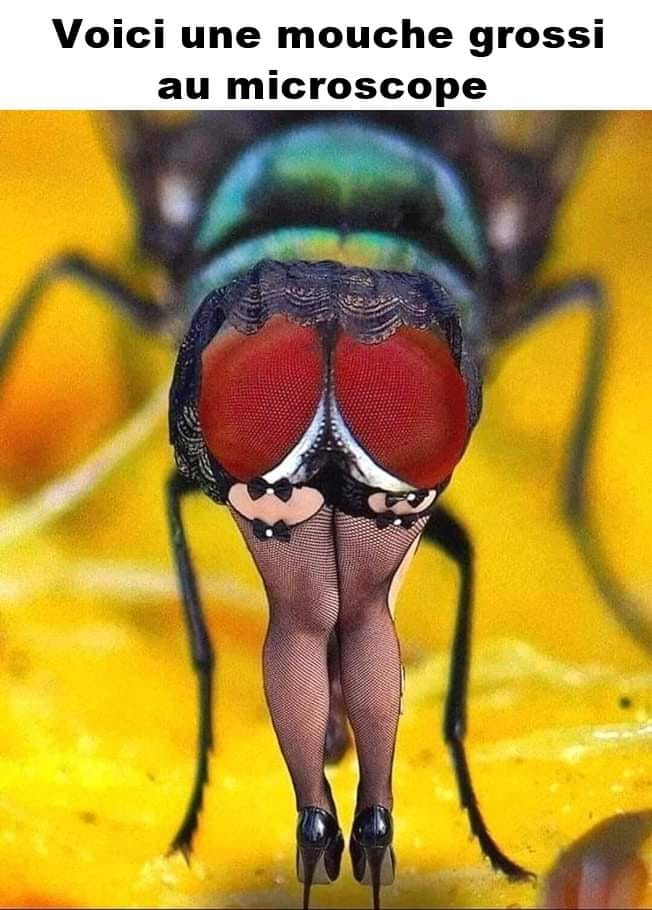 une sacrée mouche !!!
