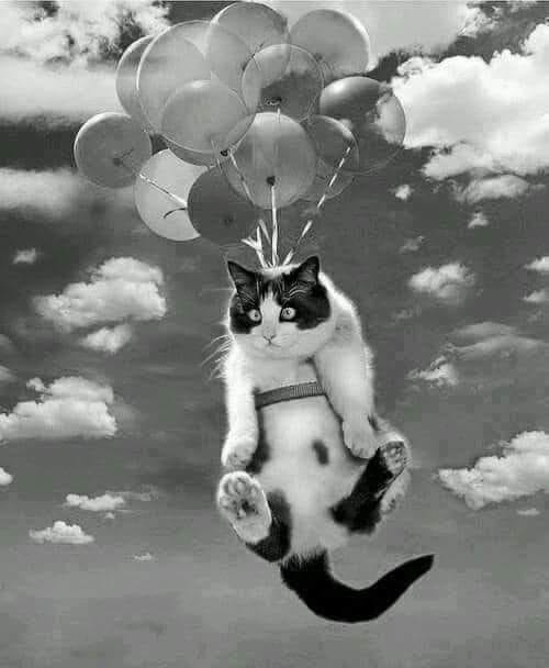  Petit coucou de Metz ( Lorraine ) prenez soin de vous 👋👍👍👍