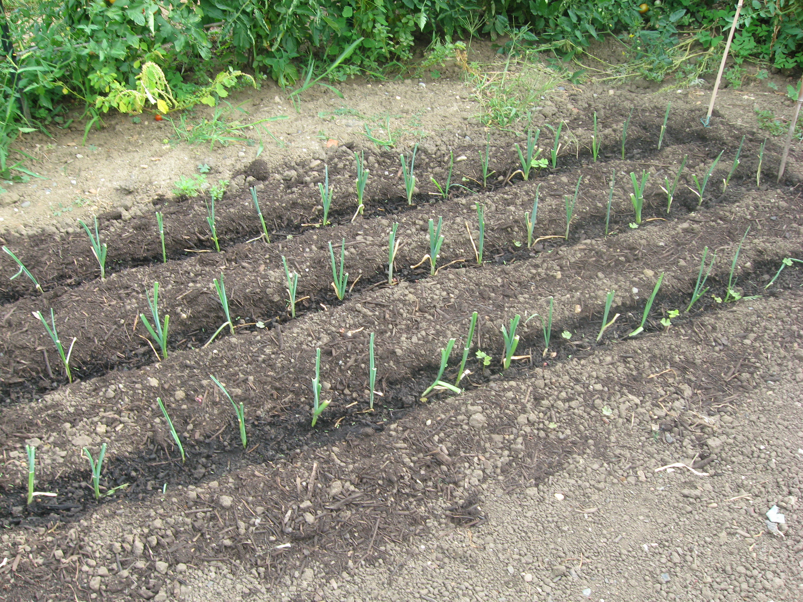 jardin