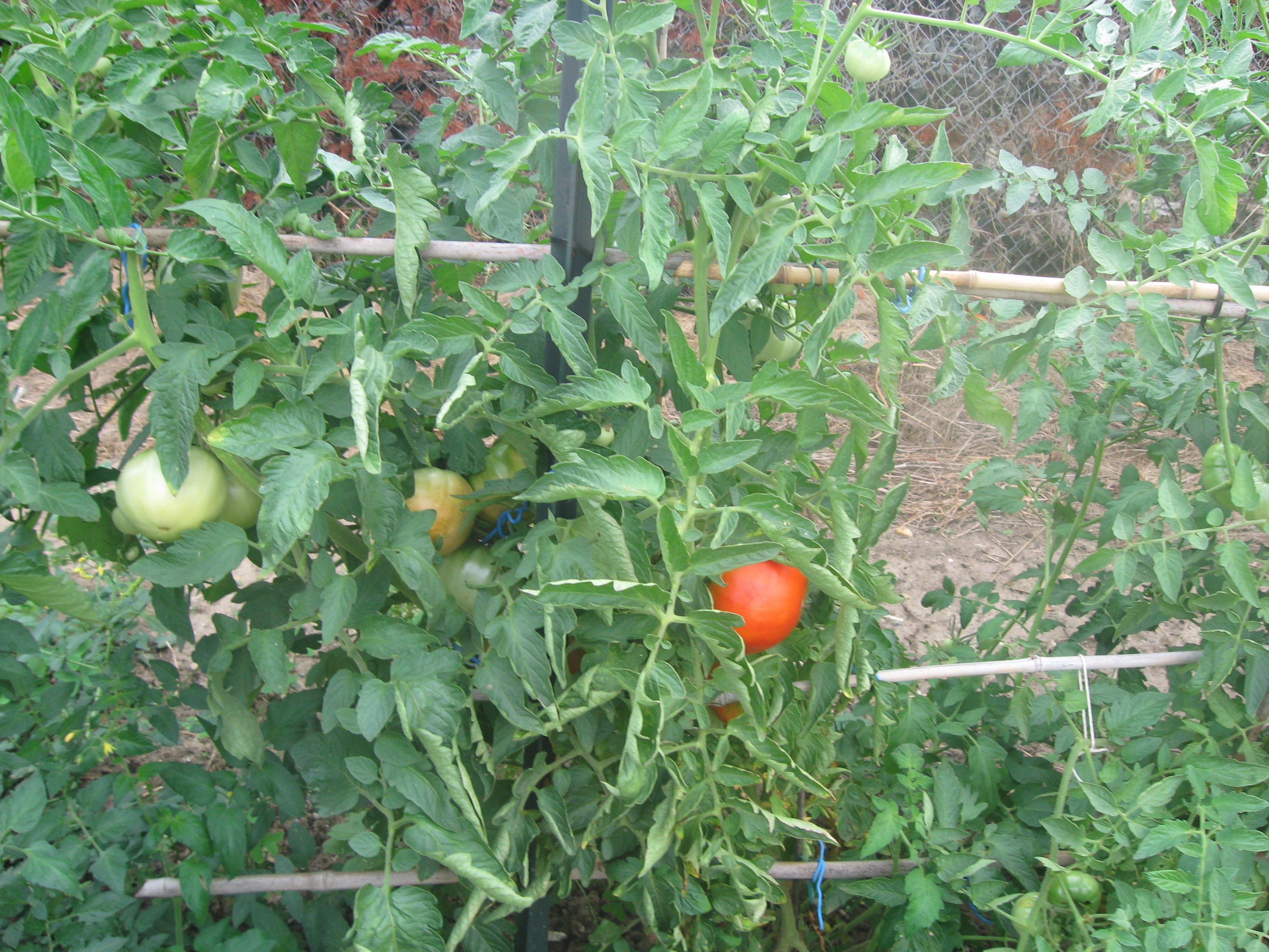 jardin