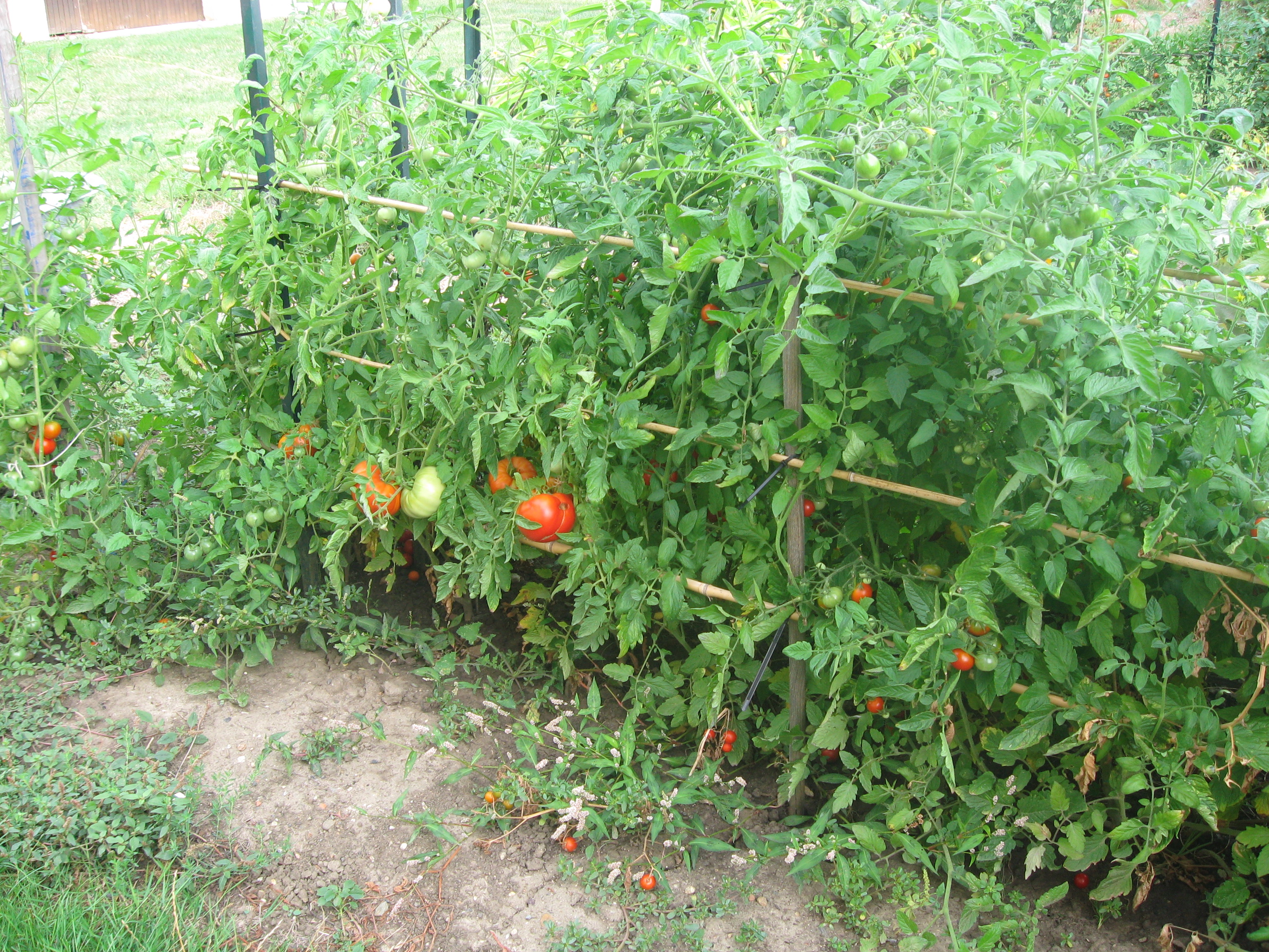 jardin  pour danie et autres 