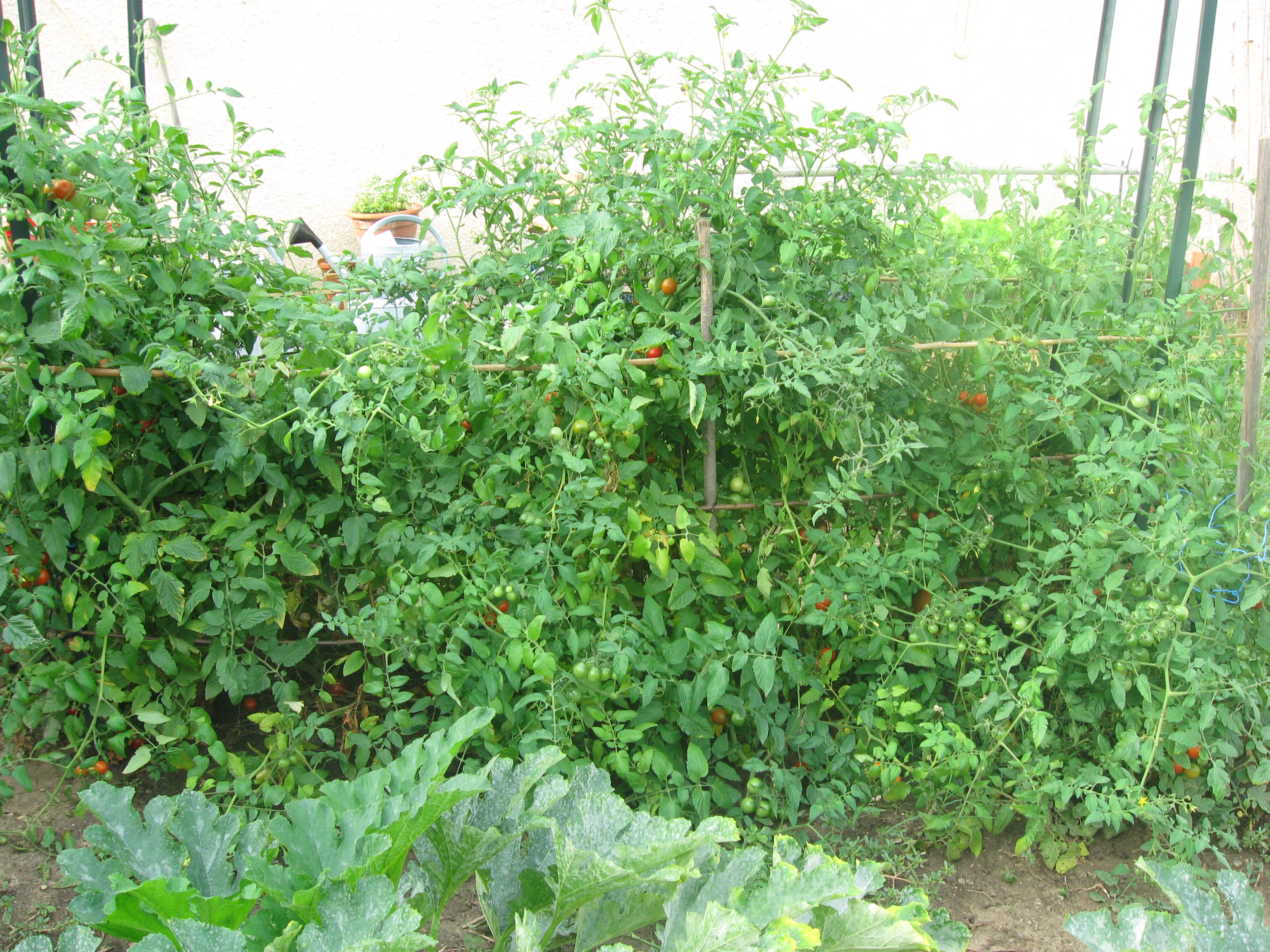 tomates 
